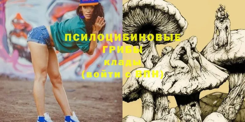 Псилоцибиновые грибы Psilocybe  Армавир 